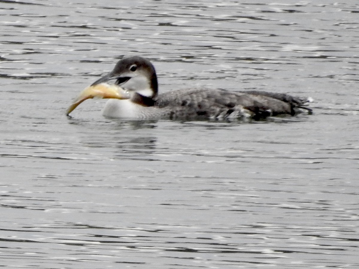 Common Loon - Melanie Furr