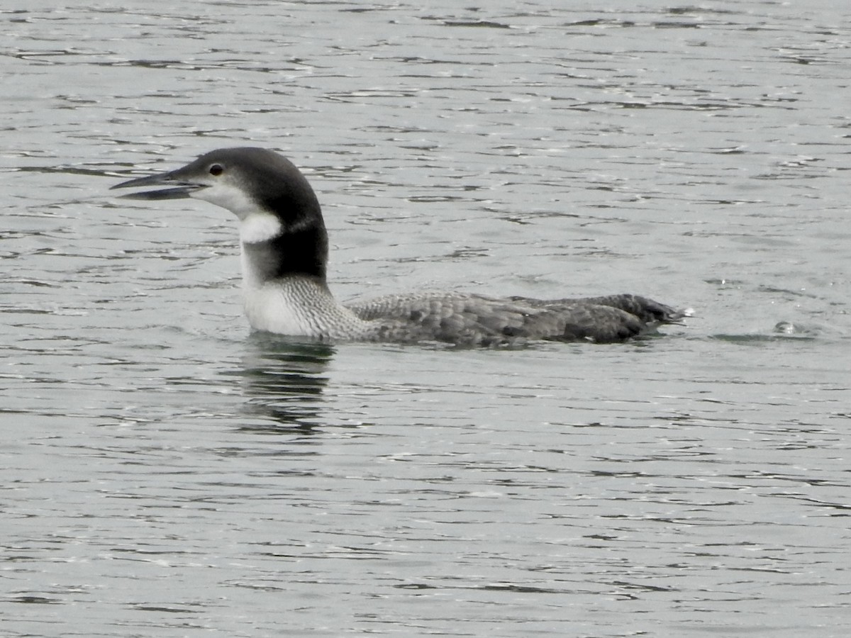 Common Loon - Melanie Furr