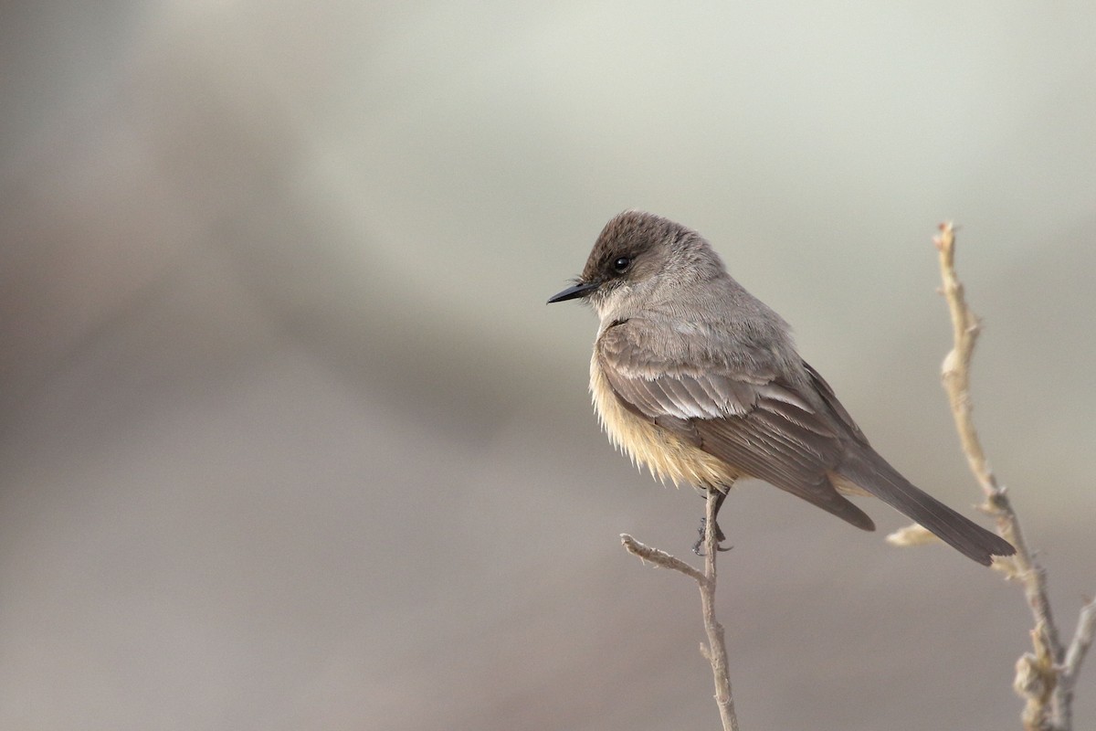 Say's Phoebe - Seth Beaudreault