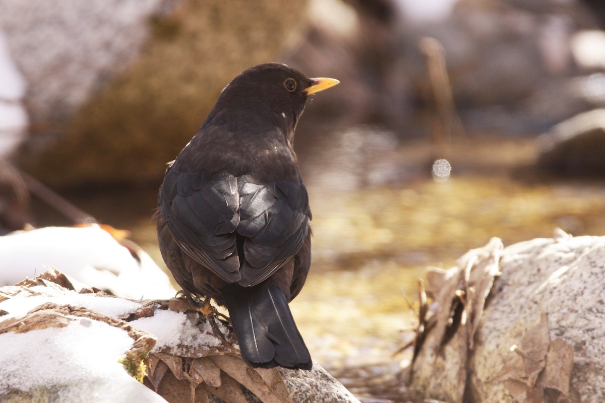 Tibetan Blackbird - ML525162911