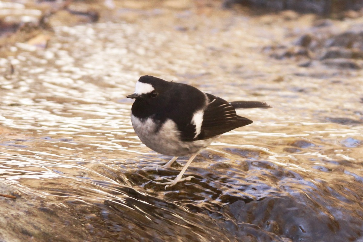 Little Forktail - ML525163251