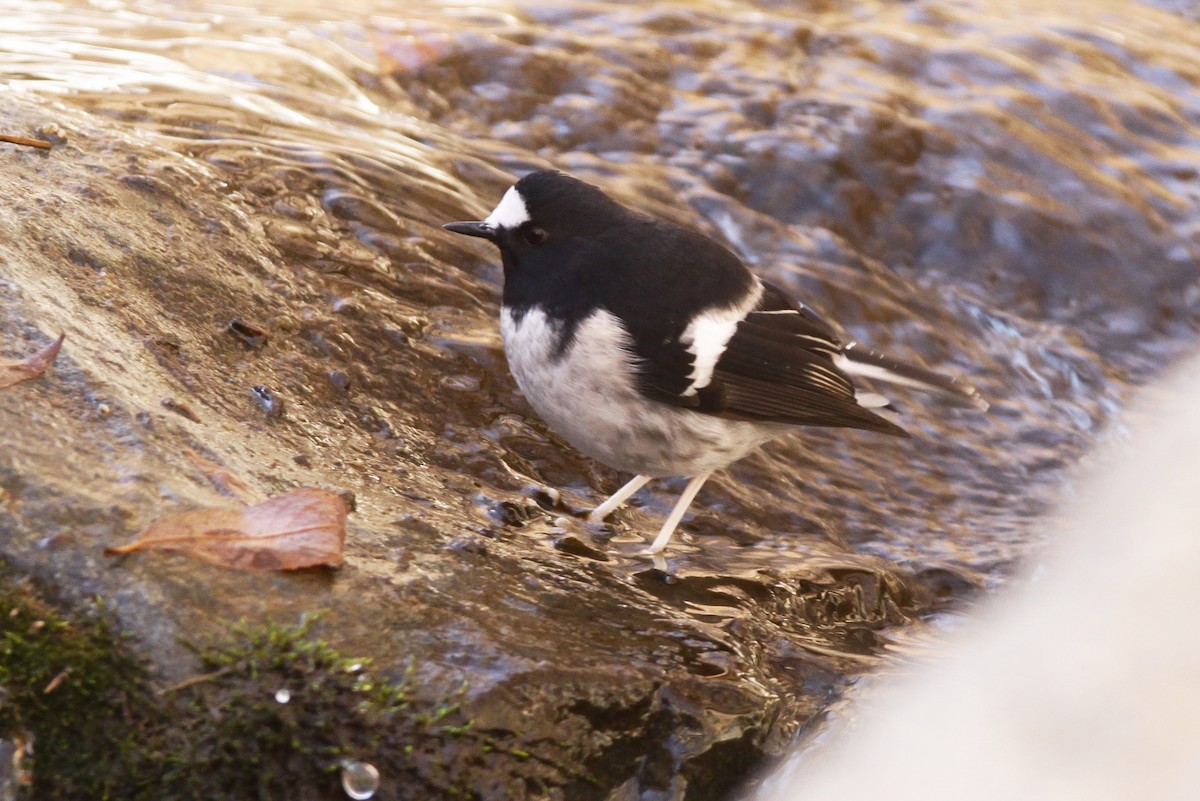 Little Forktail - ML525163271