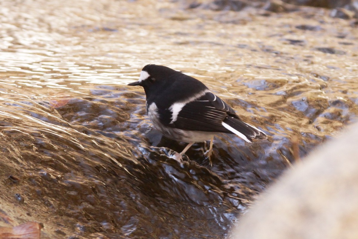 Little Forktail - ML525163291