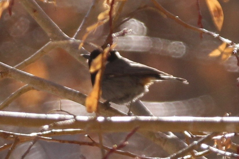 Rufous-naped Tit - ML525163411