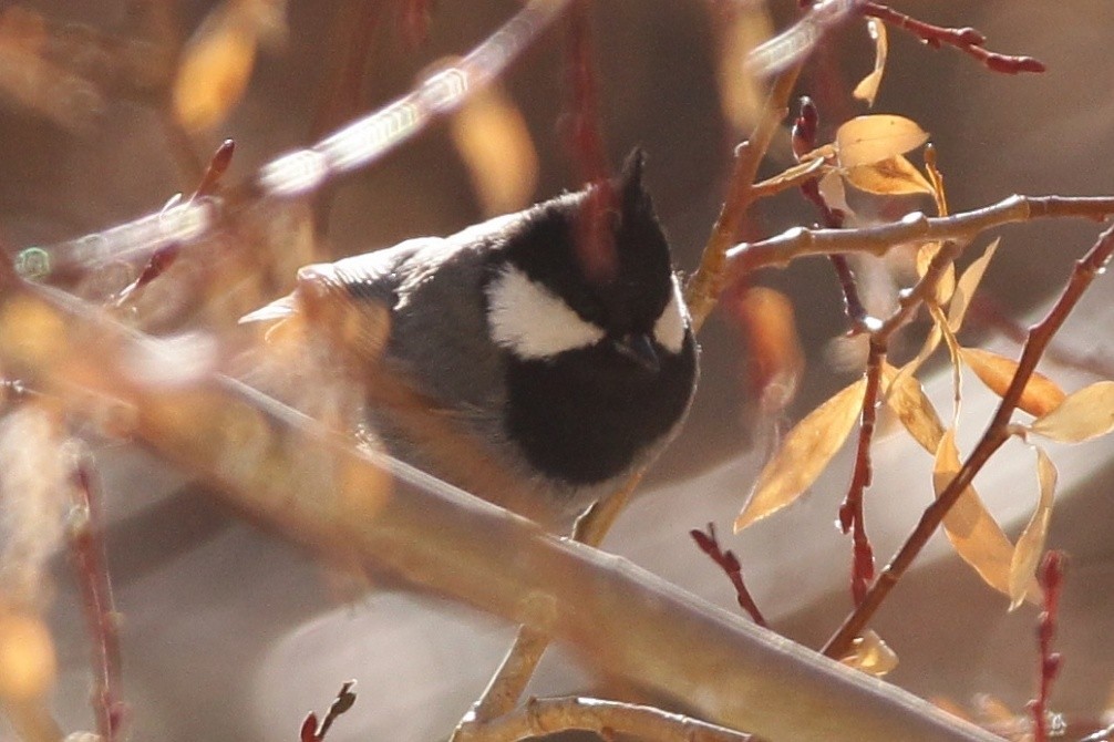 Rufous-naped Tit - ML525163441