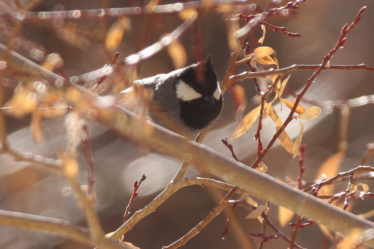 Rufous-naped Tit - ML525163451