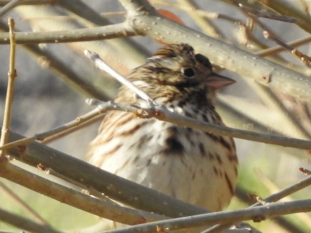 Savannah Sparrow - Michael Dolfay