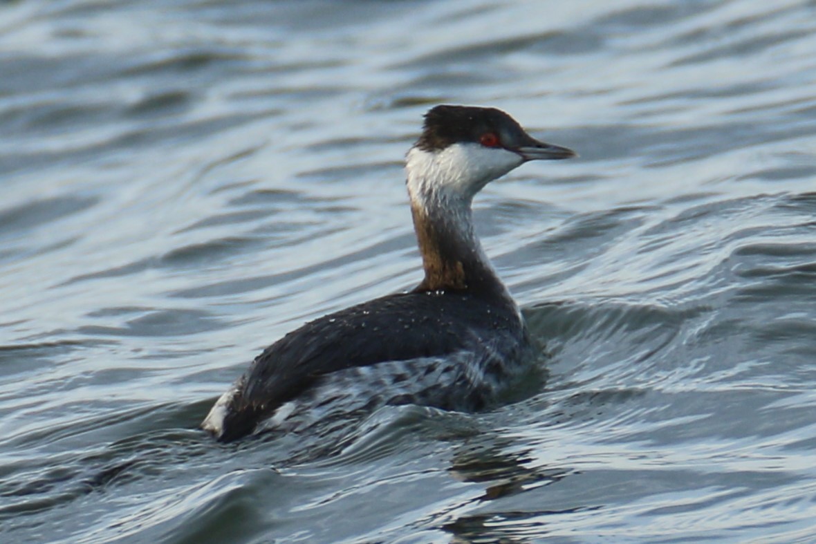 Horned Grebe - michael vedder