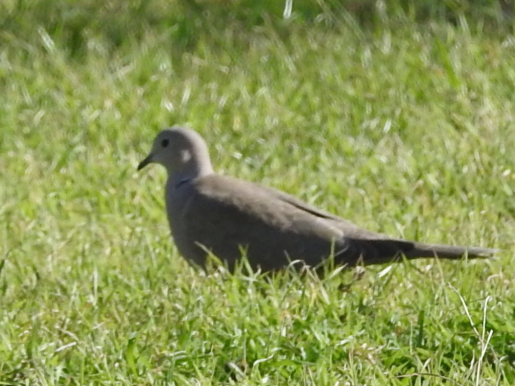 Eurasian Collared-Dove - ML525164541