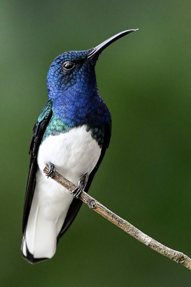 White-necked Jacobin - ML525166921