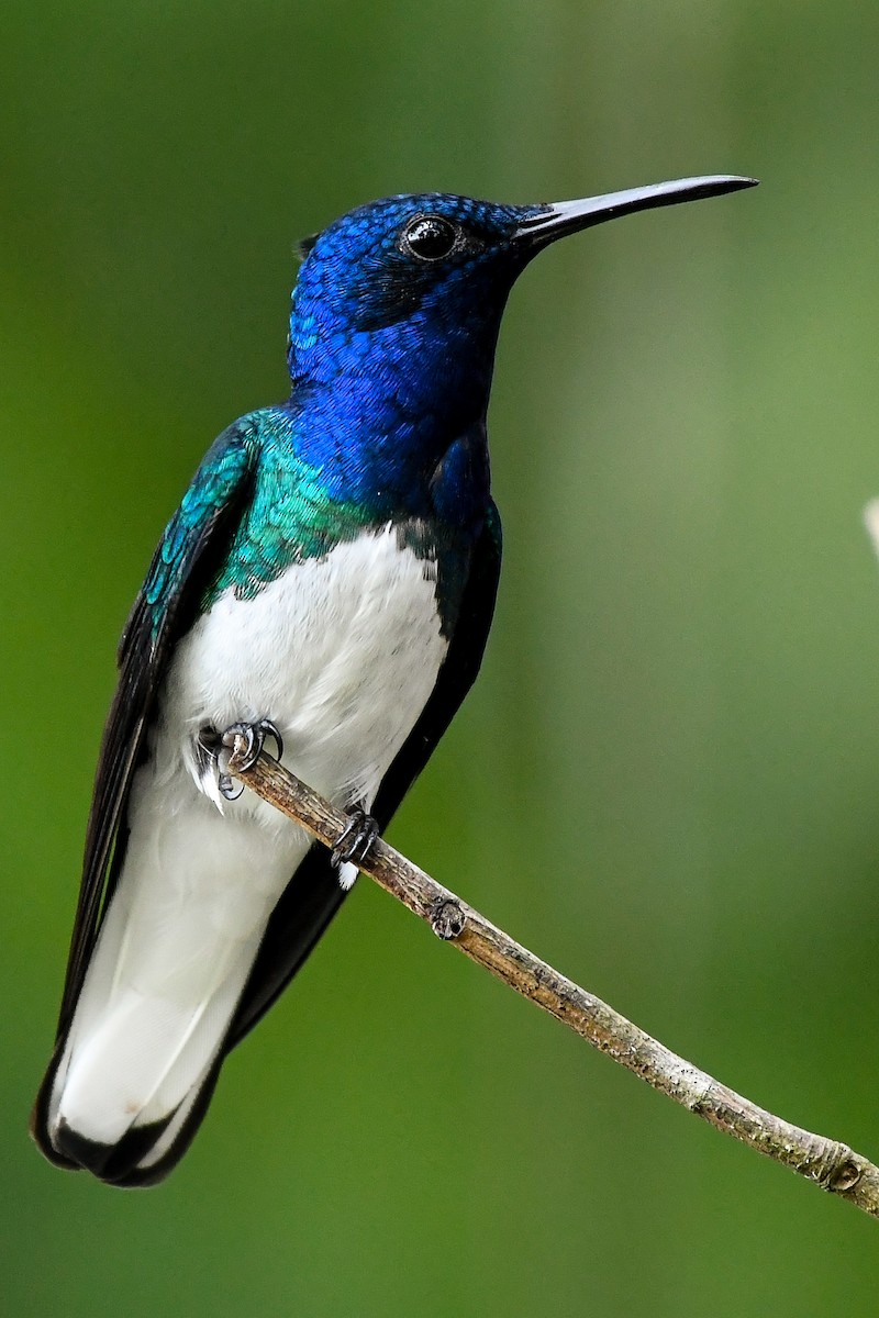 Colibrí Nuquiblanco - ML525166931