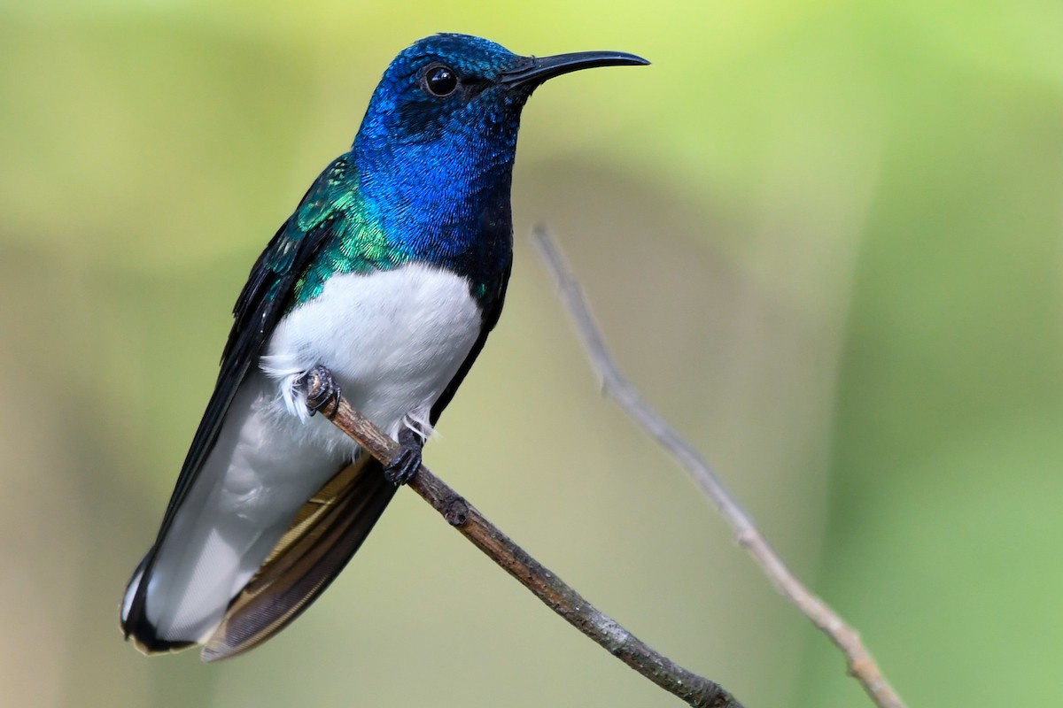 White-necked Jacobin - ML525166941