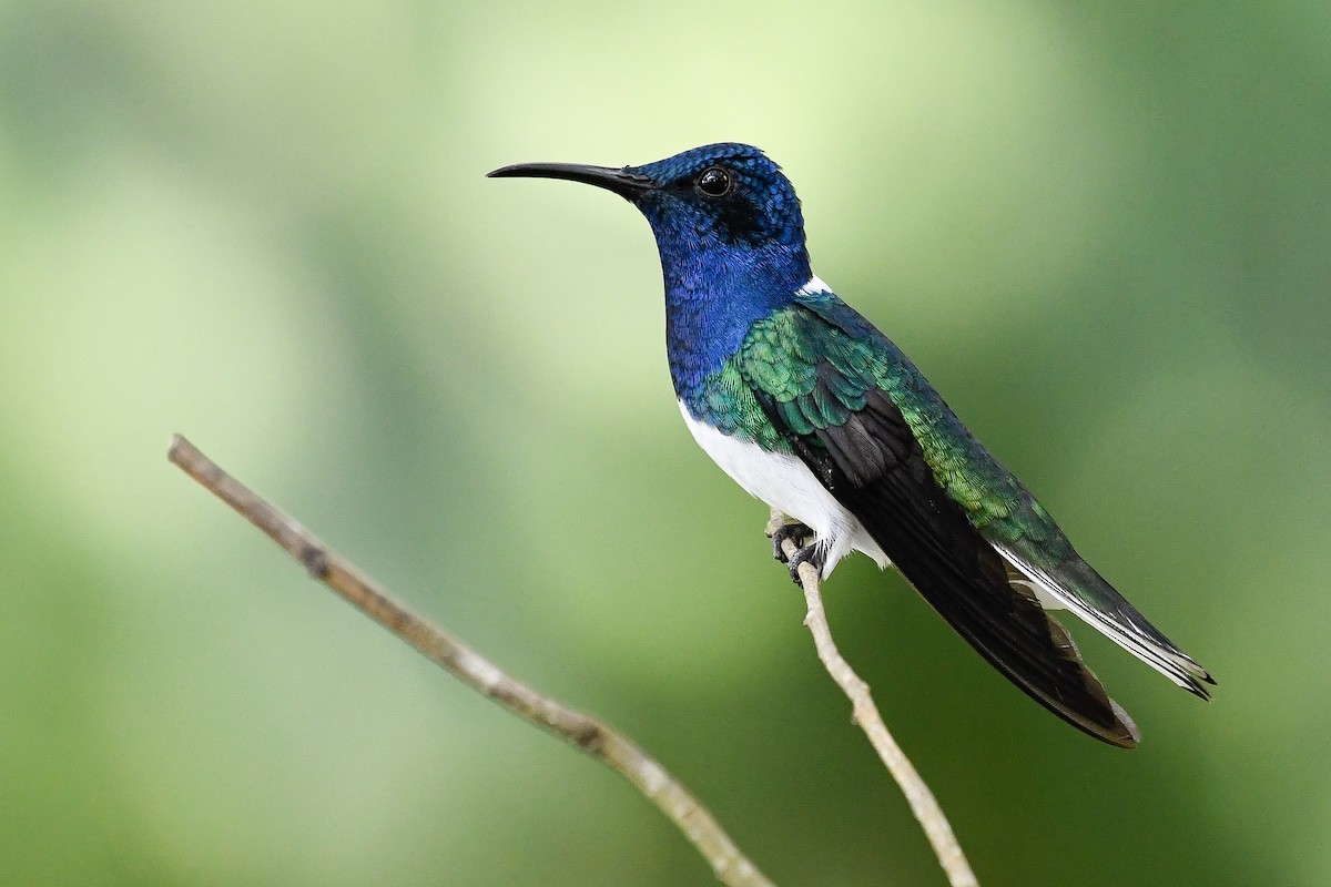 Colibrí Nuquiblanco - ML525166961