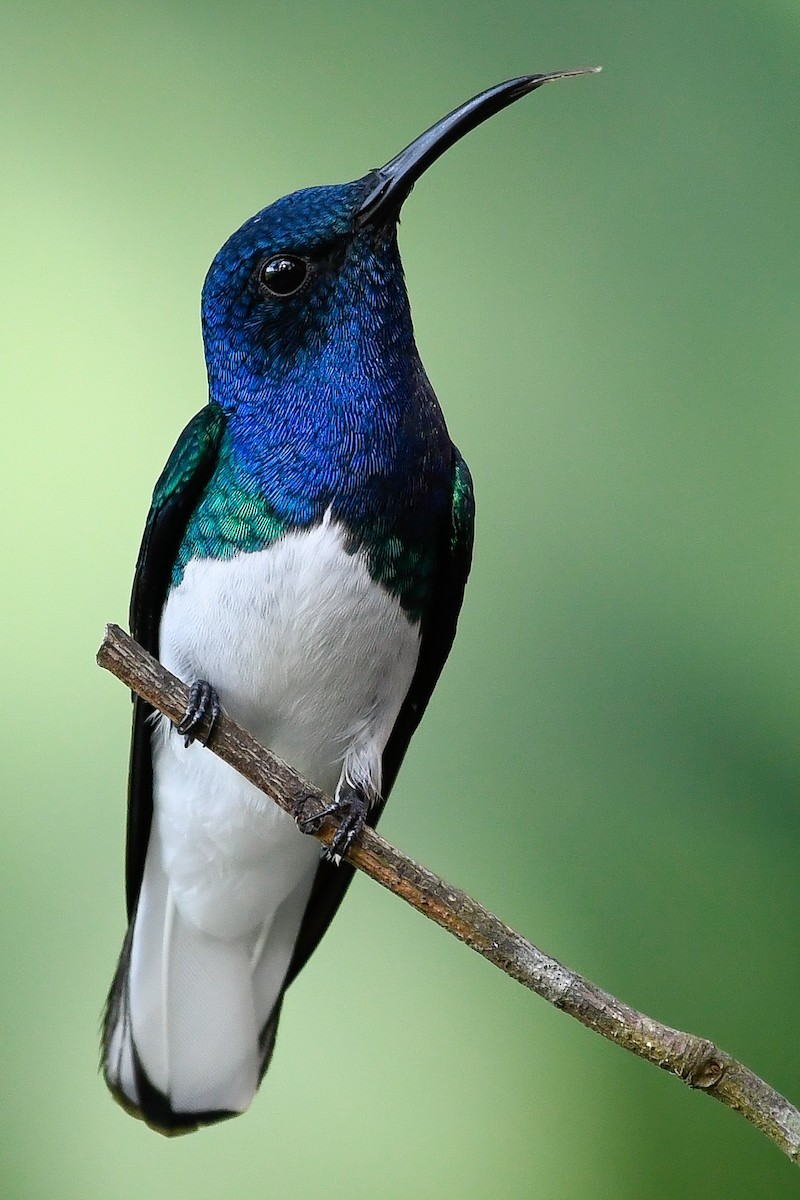 White-necked Jacobin - ML525166971