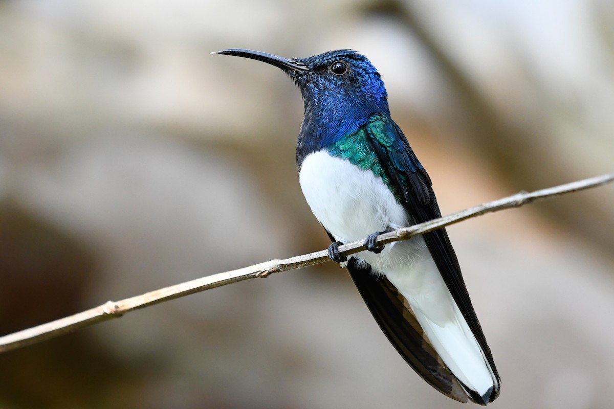 White-necked Jacobin - ML525166981