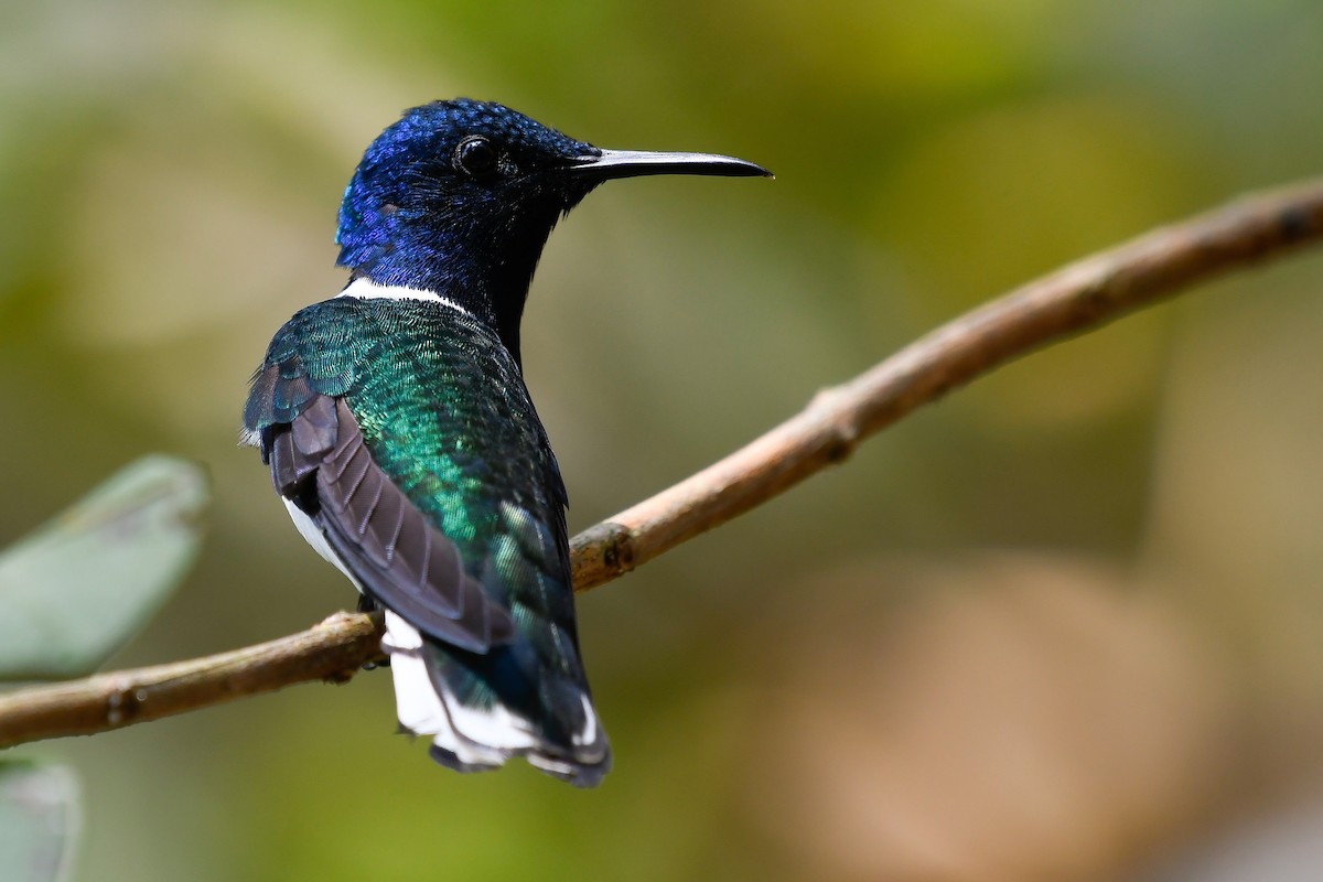 White-necked Jacobin - ML525166991