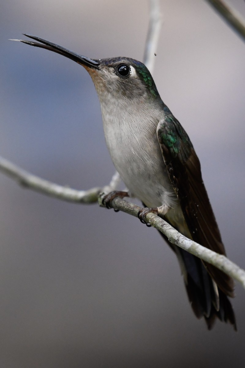 Wedge-tailed Sabrewing - Maria Jose Lou