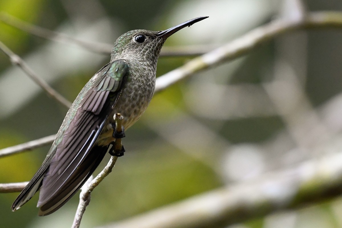 Scaly-breasted Hummingbird - Maria Jose Lou