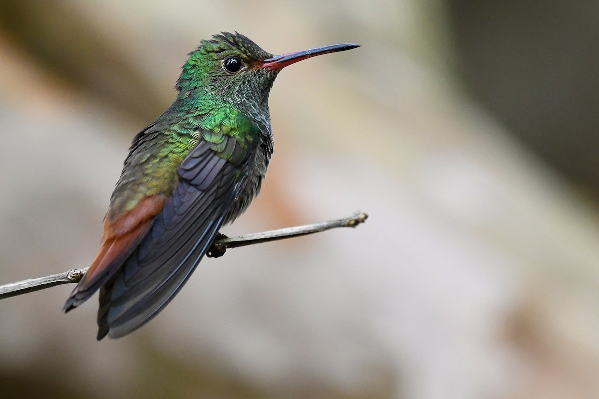Rufous-tailed Hummingbird - Maria Jose Lou