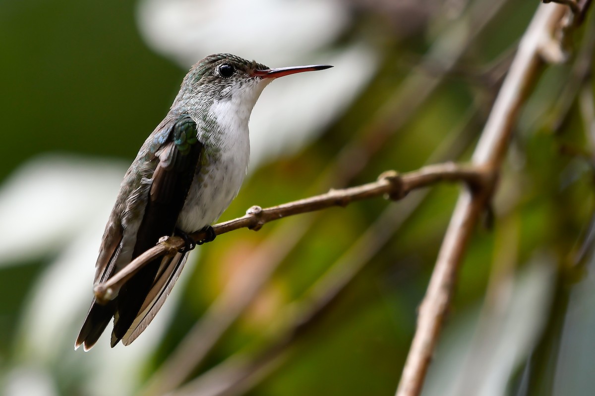 White-bellied Emerald - ML525167451