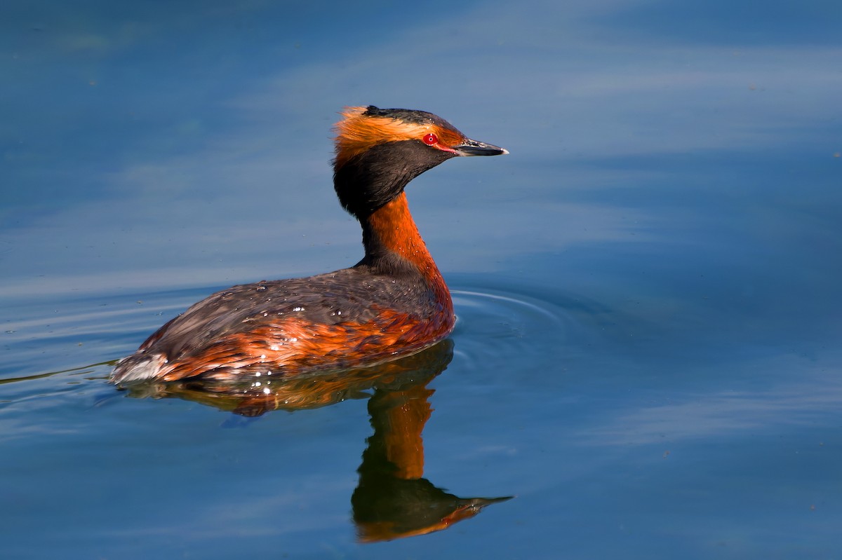 Horned Grebe - Group account  for eBirding in Serbia