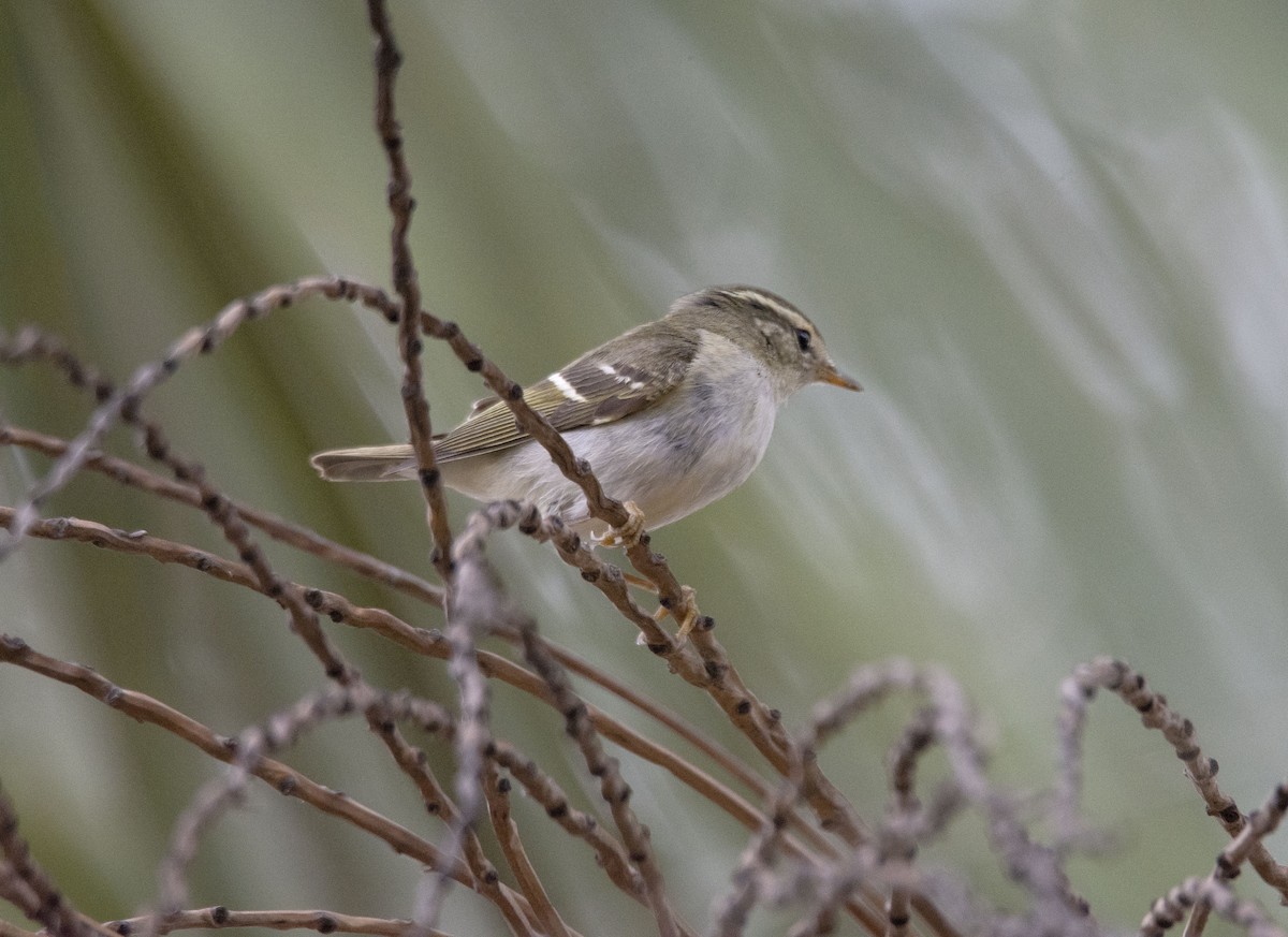 Yellow-browed Warbler - ML525169151