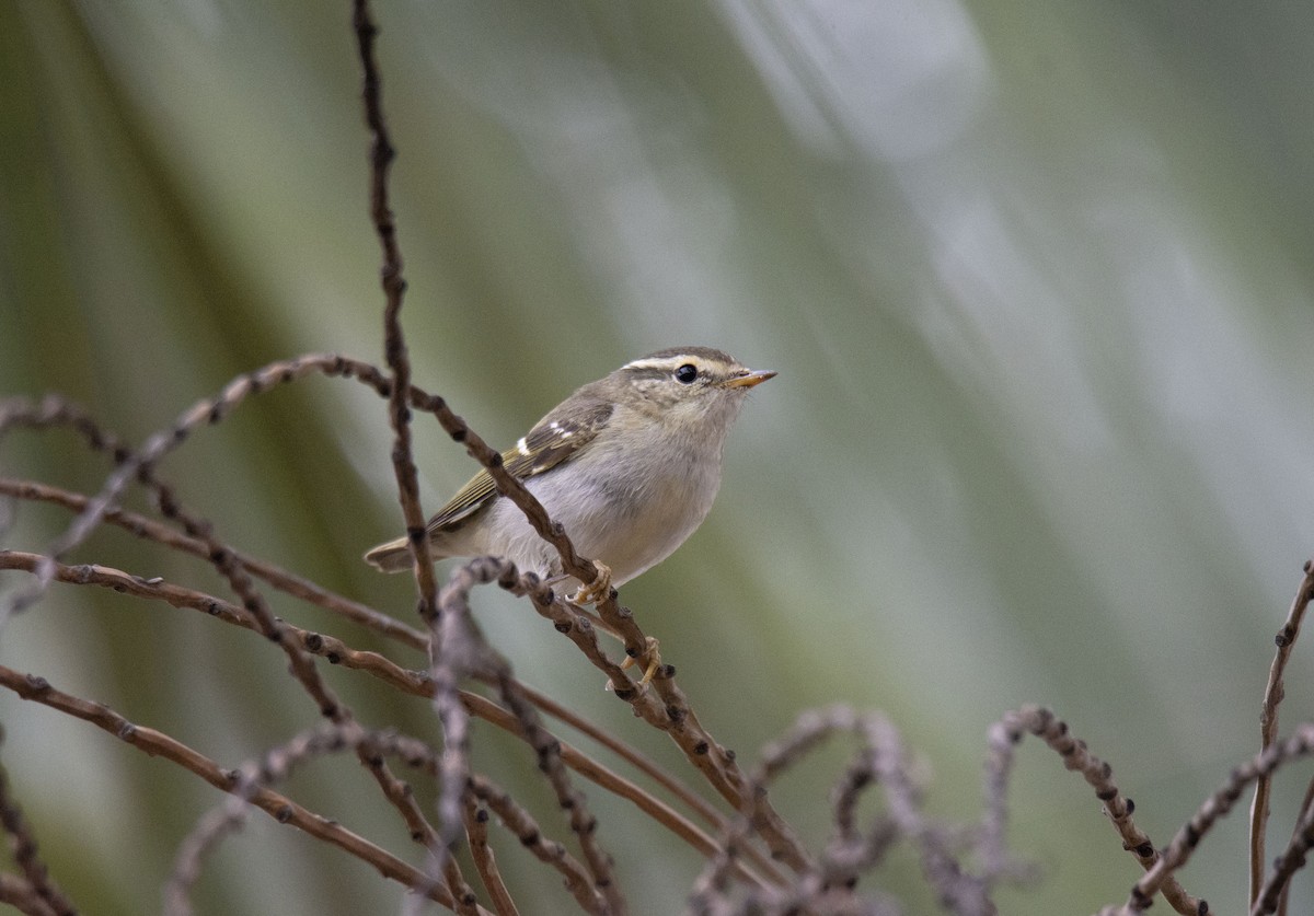 Yellow-browed Warbler - ML525169171