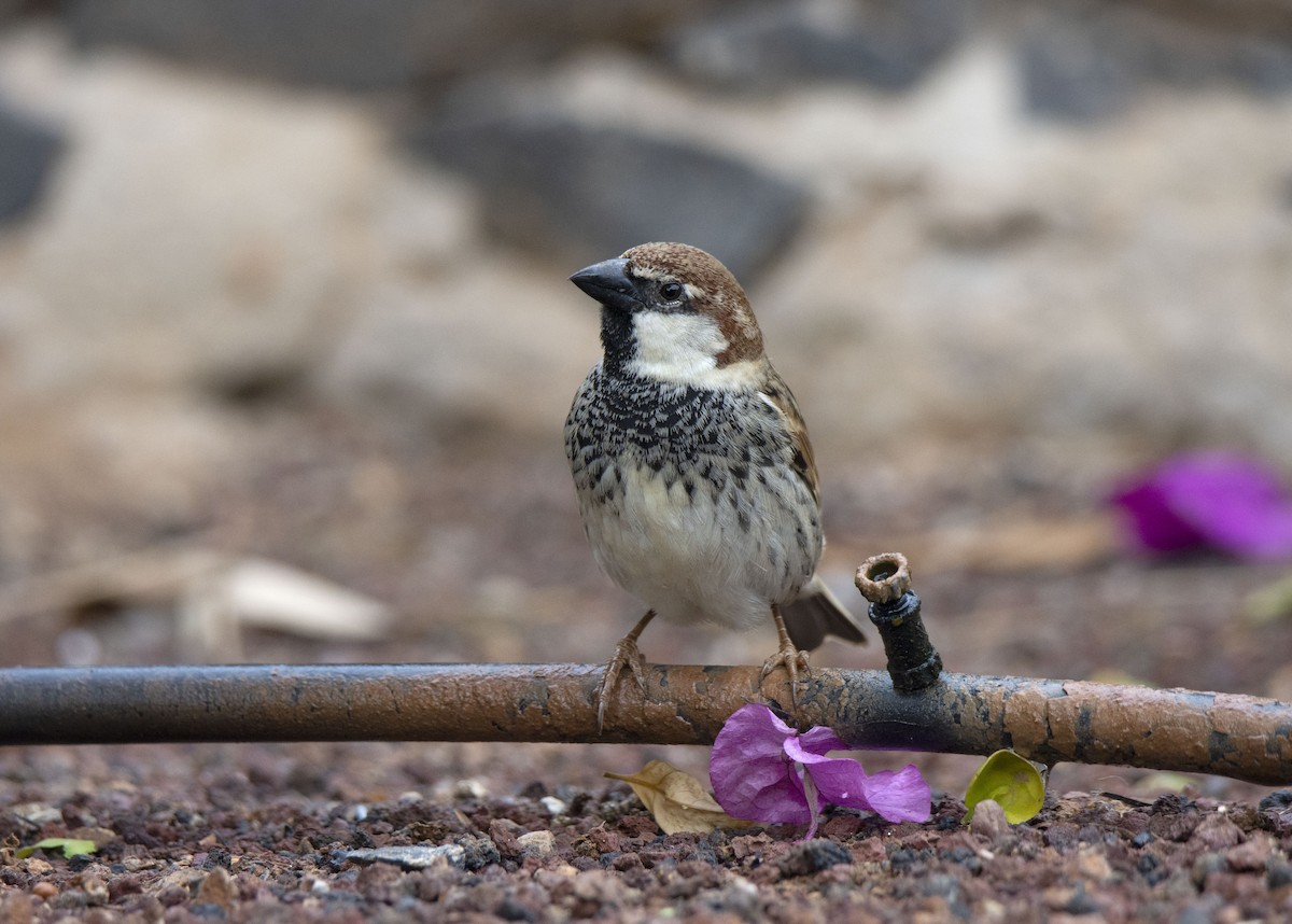 Spanish Sparrow - ML525169251