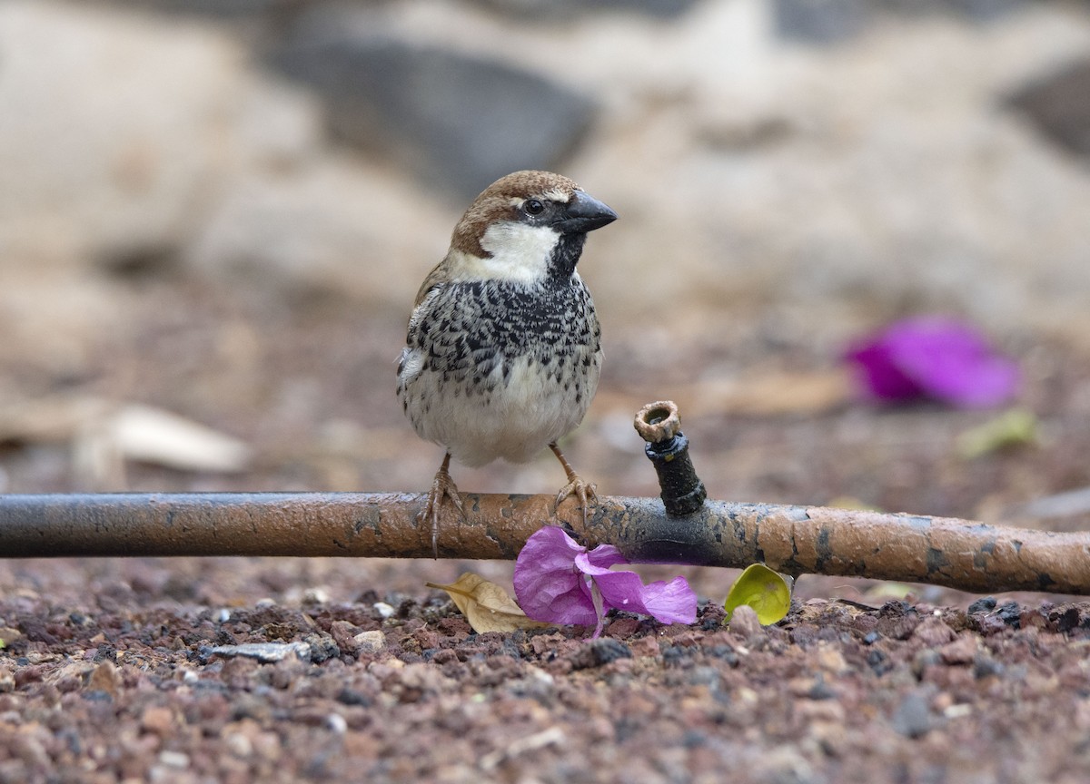 Spanish Sparrow - ML525169261