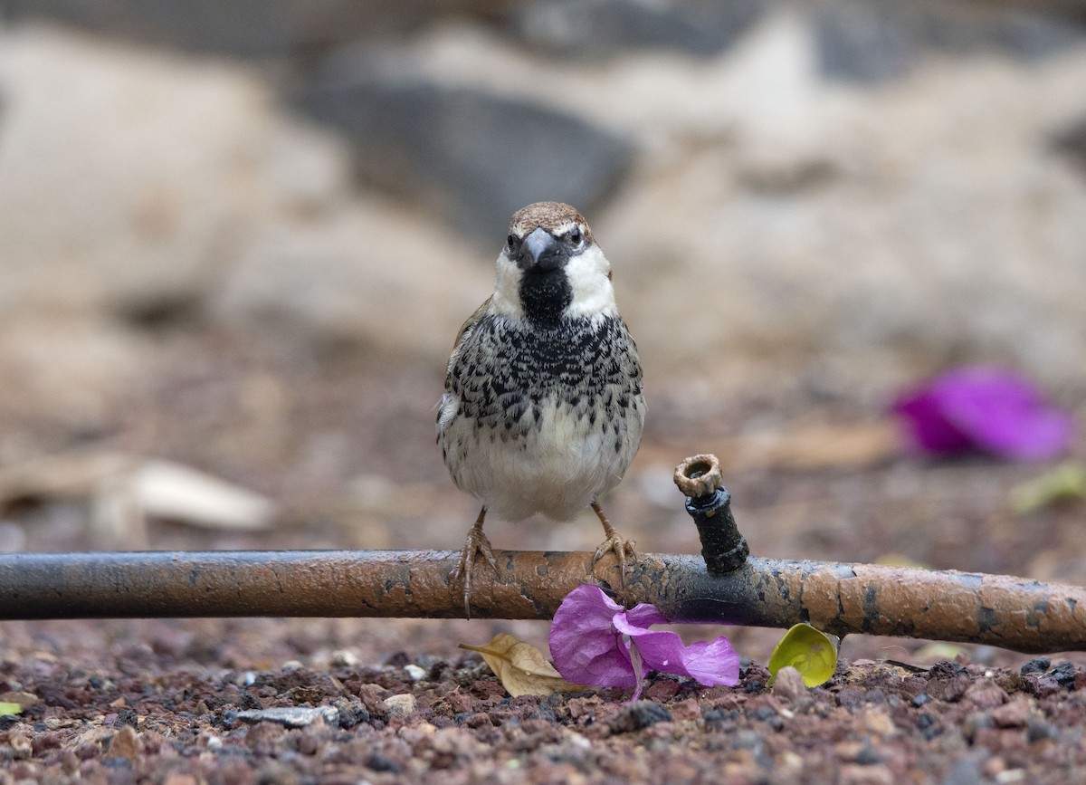 Spanish Sparrow - ML525169271