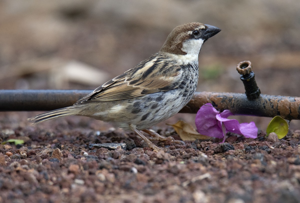 Spanish Sparrow - Antonio Ceballos Barbancho