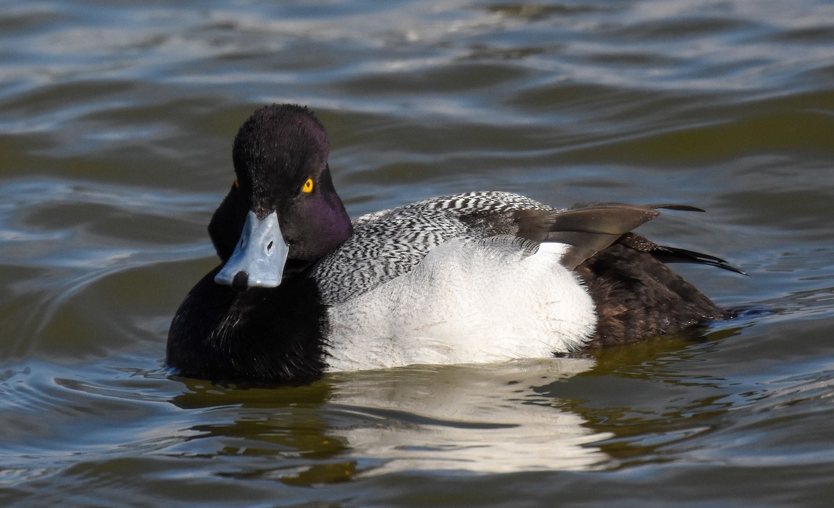 Greater Scaup - ML525171161
