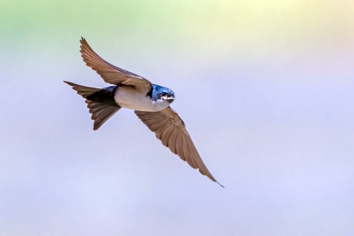 Blue-and-white Swallow - ML525173271