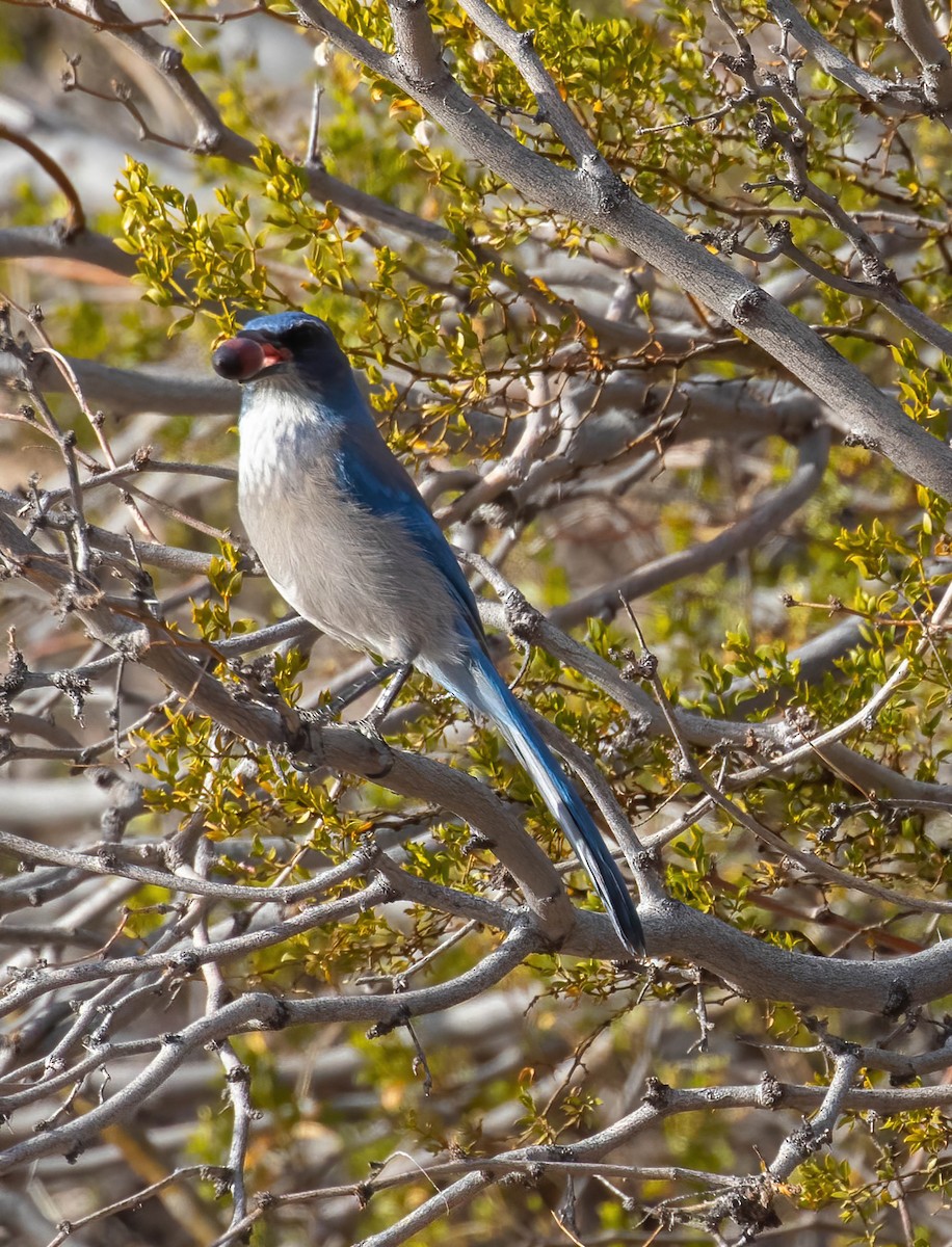 Woodhouse's Scrub-Jay - ML525173801