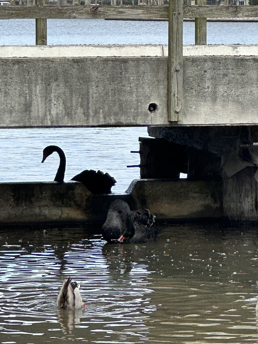 Black Swan - Rachel Jessup