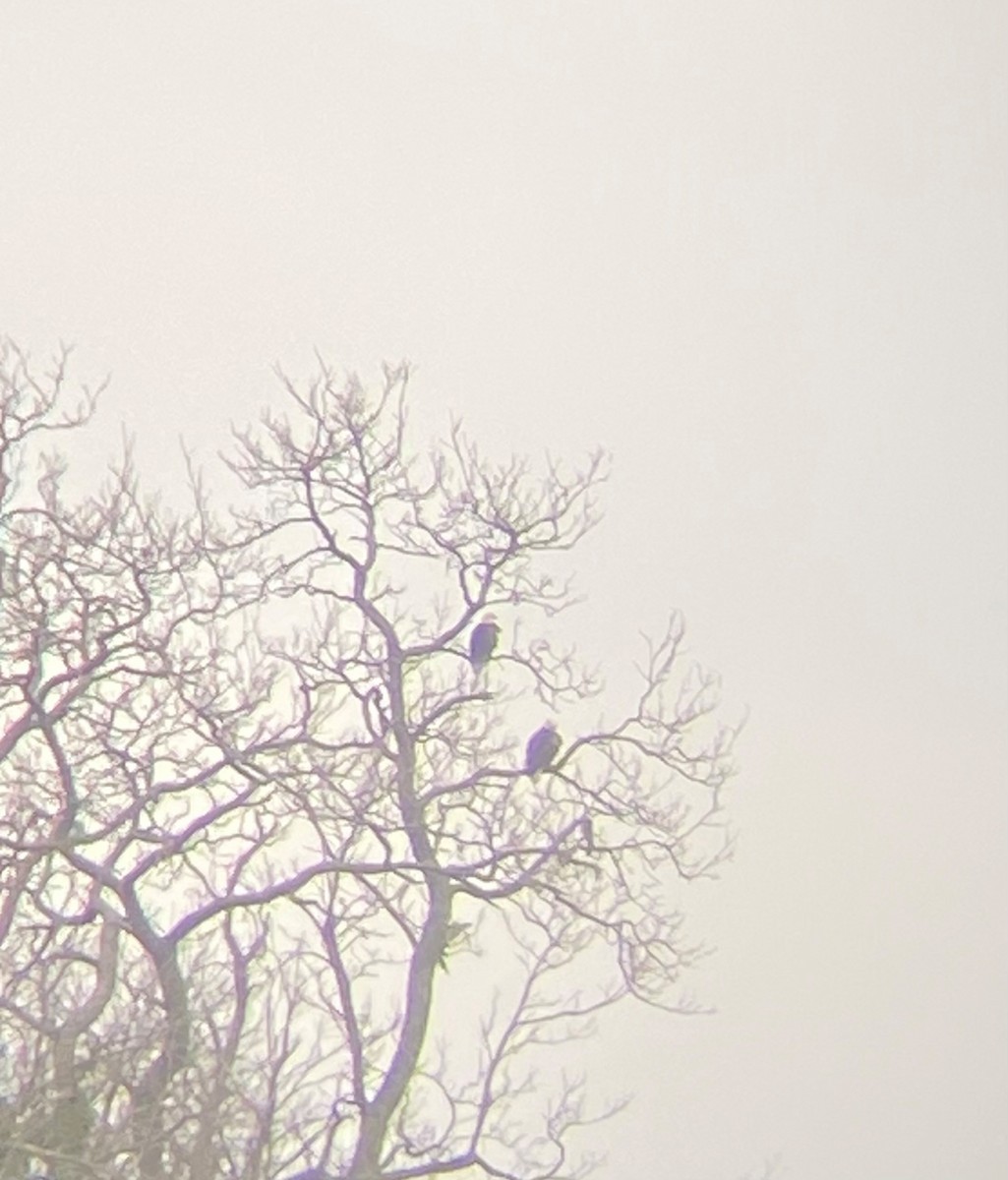 Bald Eagle - ML525175271