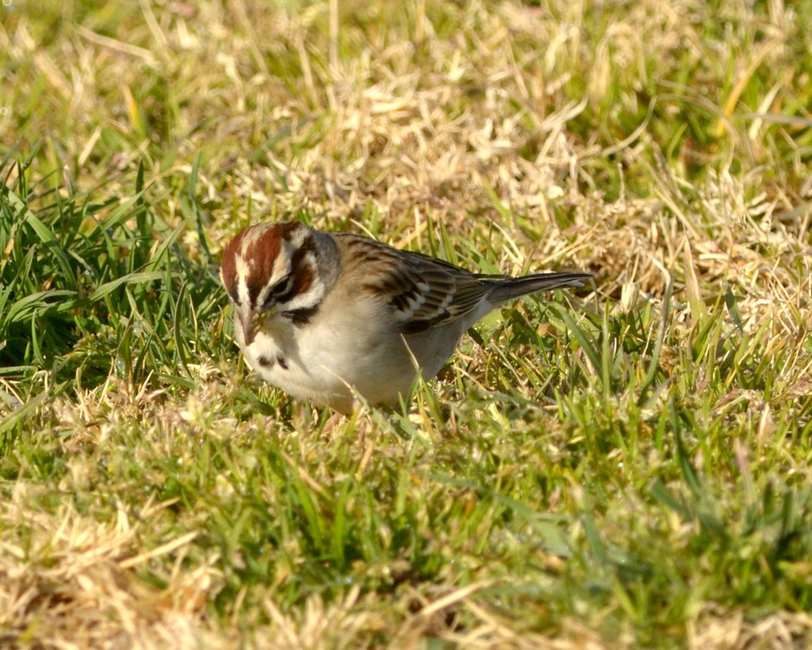 Lark Sparrow - Heather Pickard