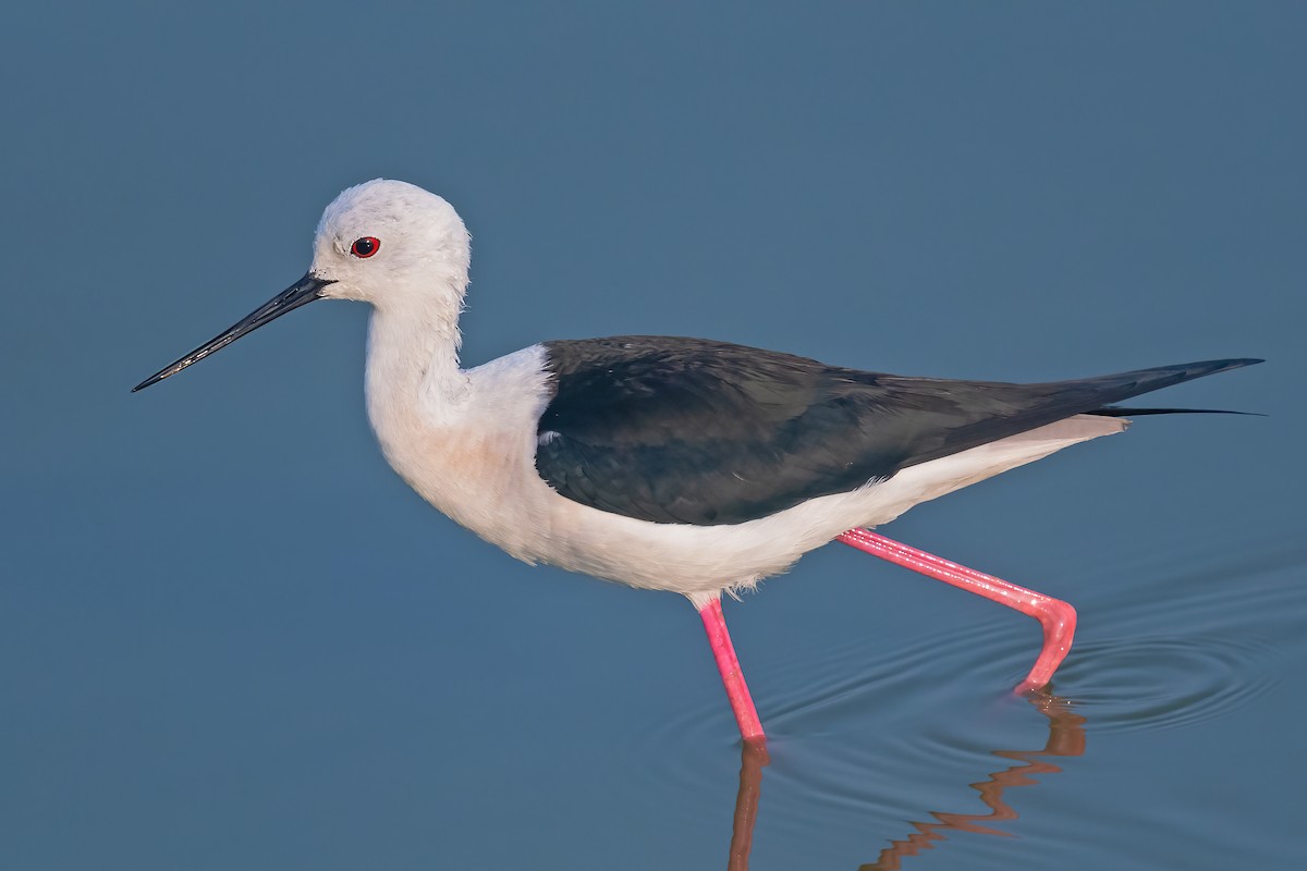 Black-winged Stilt - ML525175561