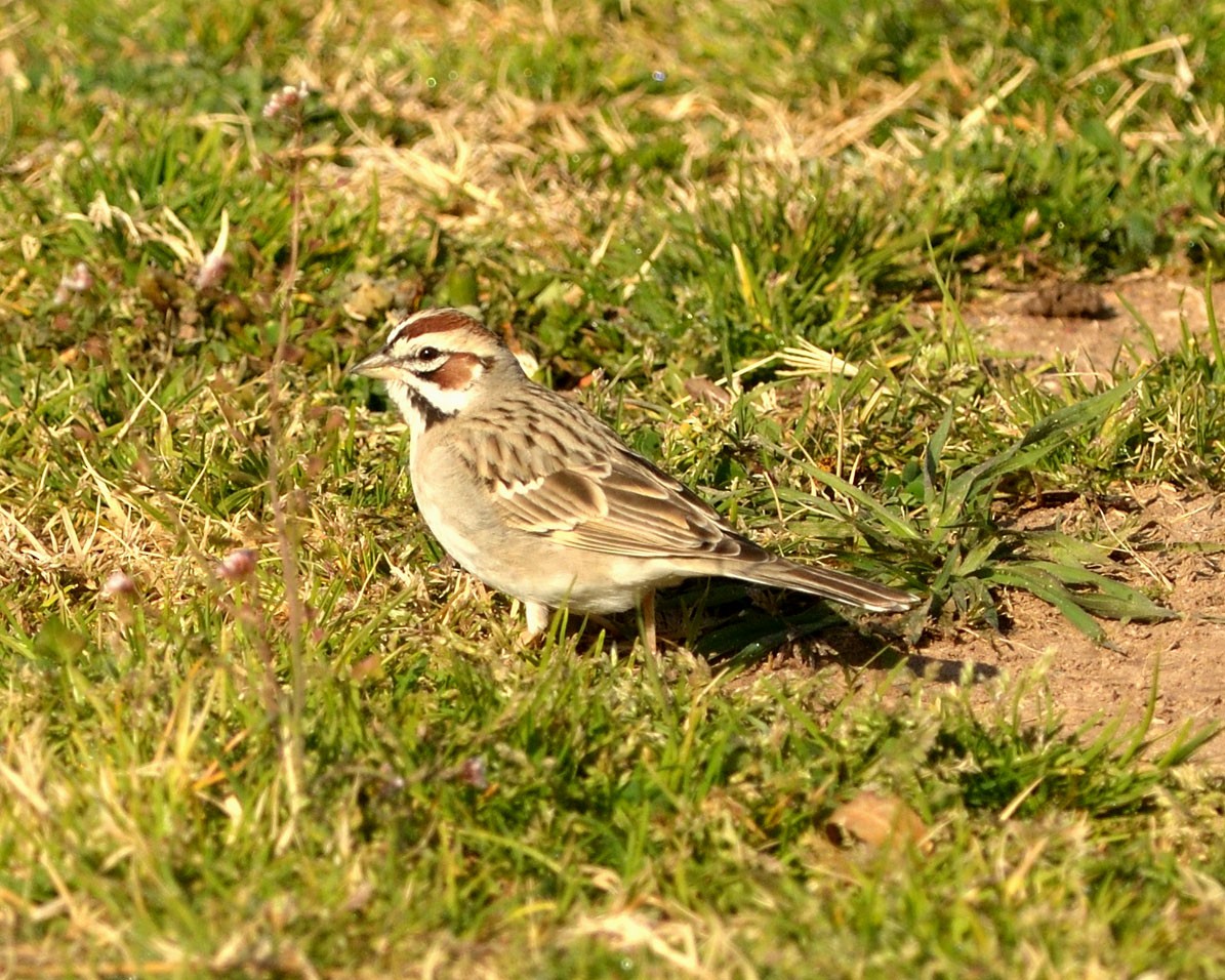 Lark Sparrow - Heather Pickard