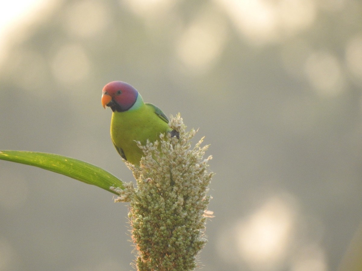 Plum-headed Parakeet - Hemraj Patil