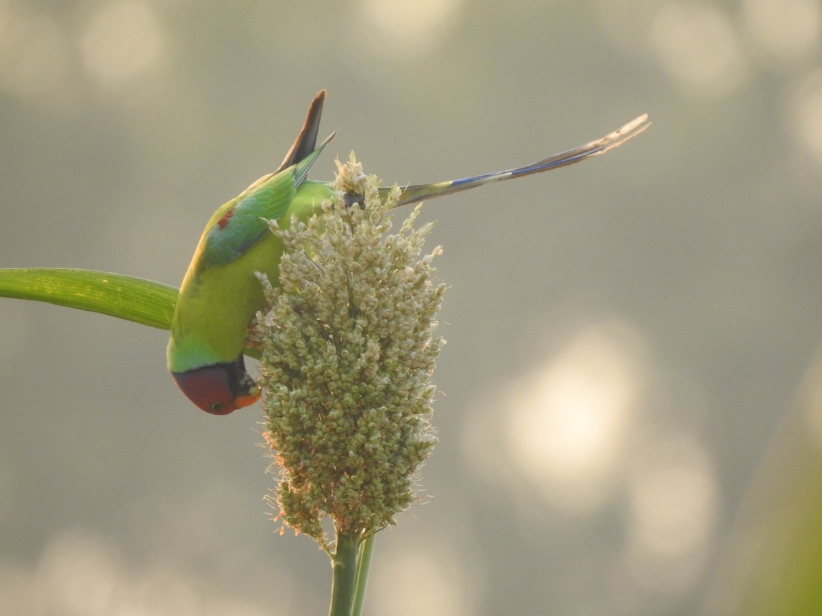 Plum-headed Parakeet - Hemraj Patil