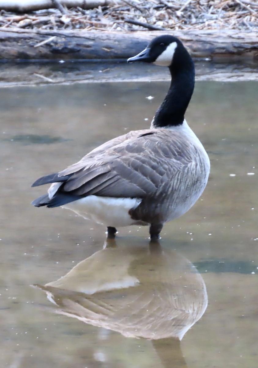Canada Goose - ML525175911