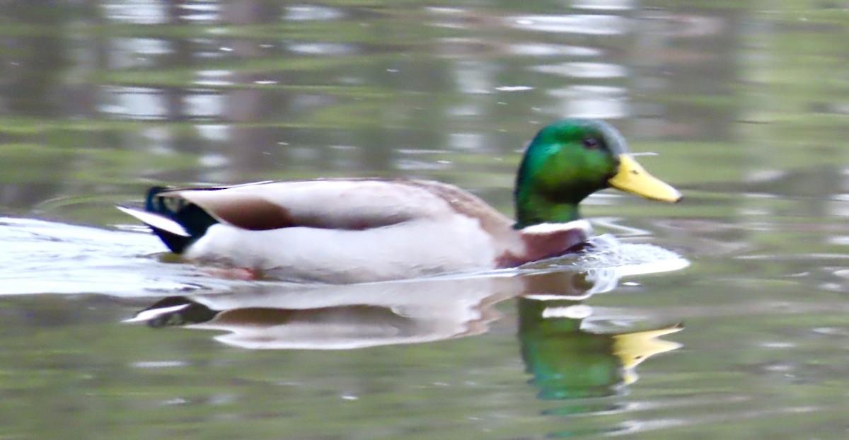 Mallard - ML525175961