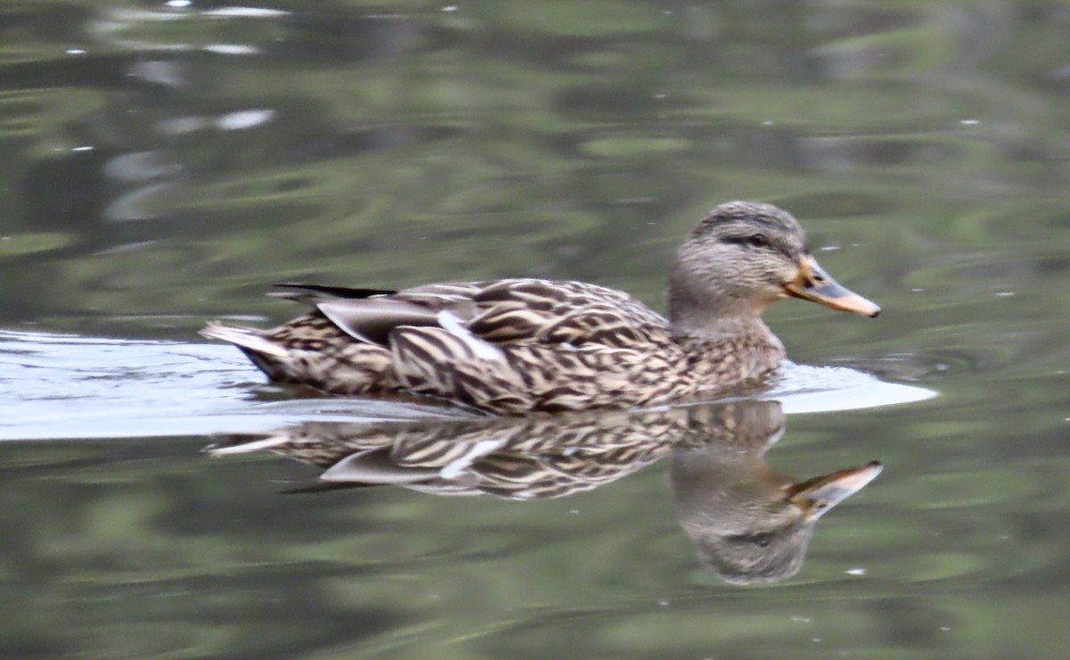Mallard - ML525175971
