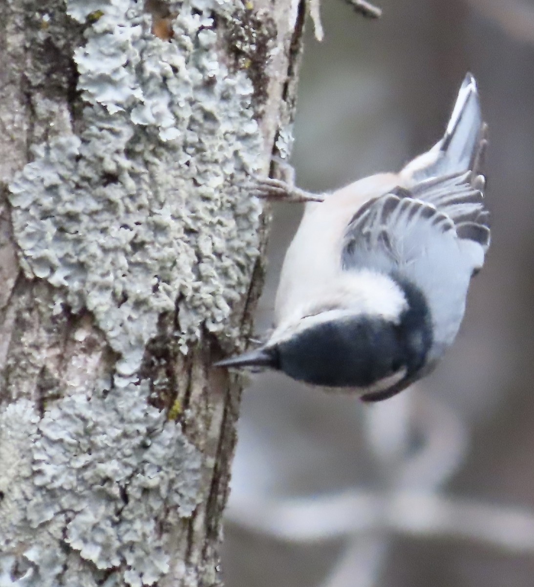 White-breasted Nuthatch - ML525176111