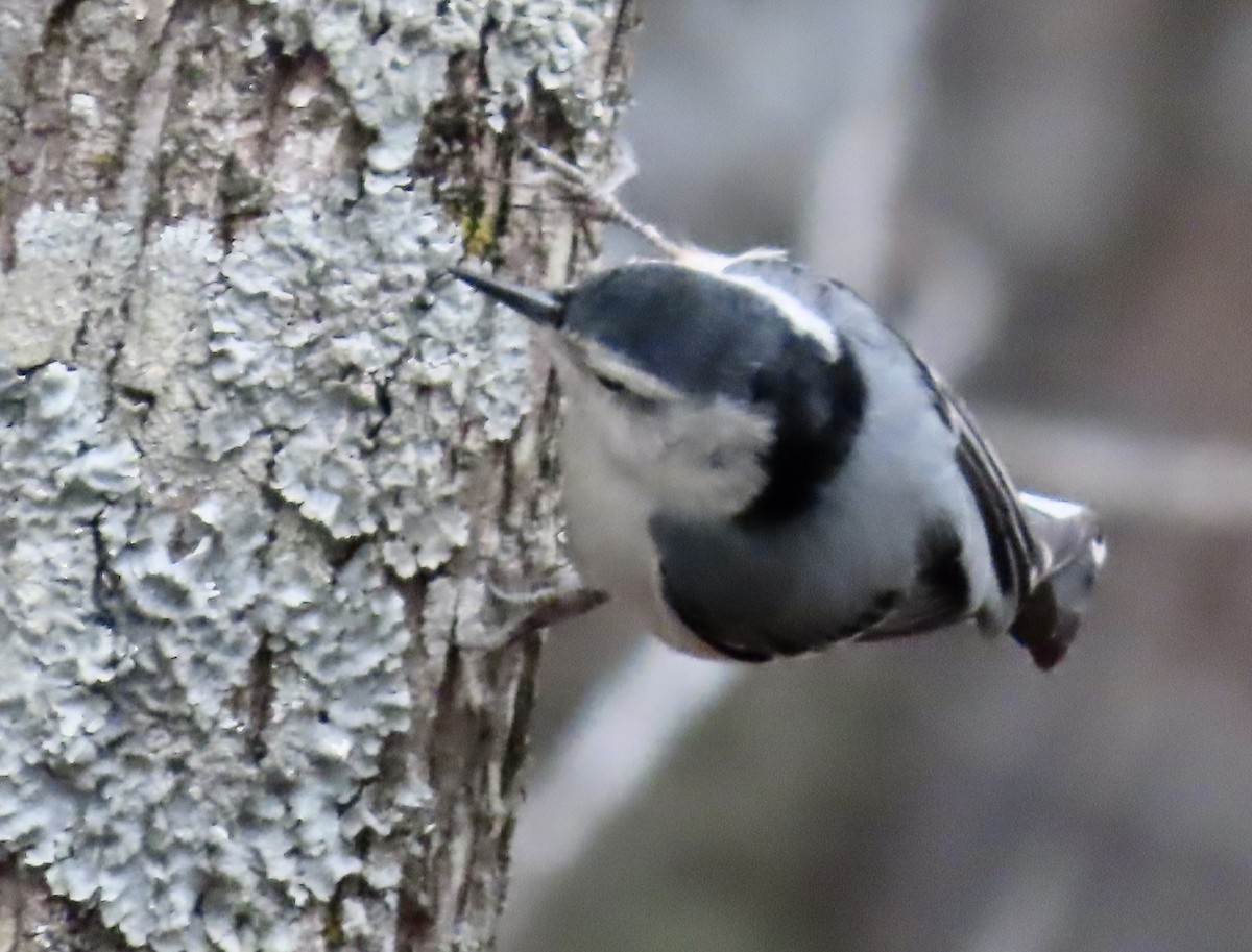 White-breasted Nuthatch - ML525176121