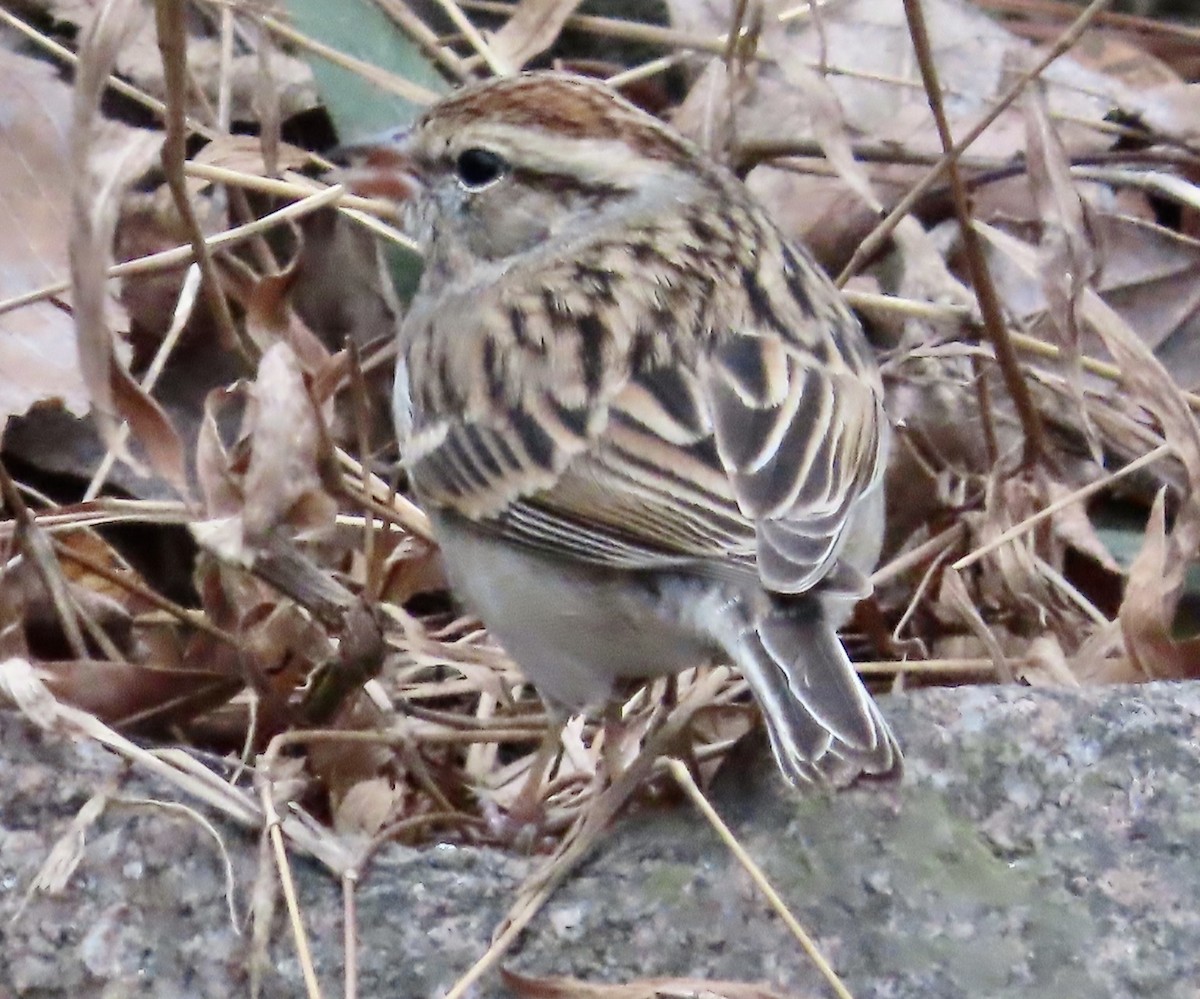 Chipping Sparrow - ML525176291