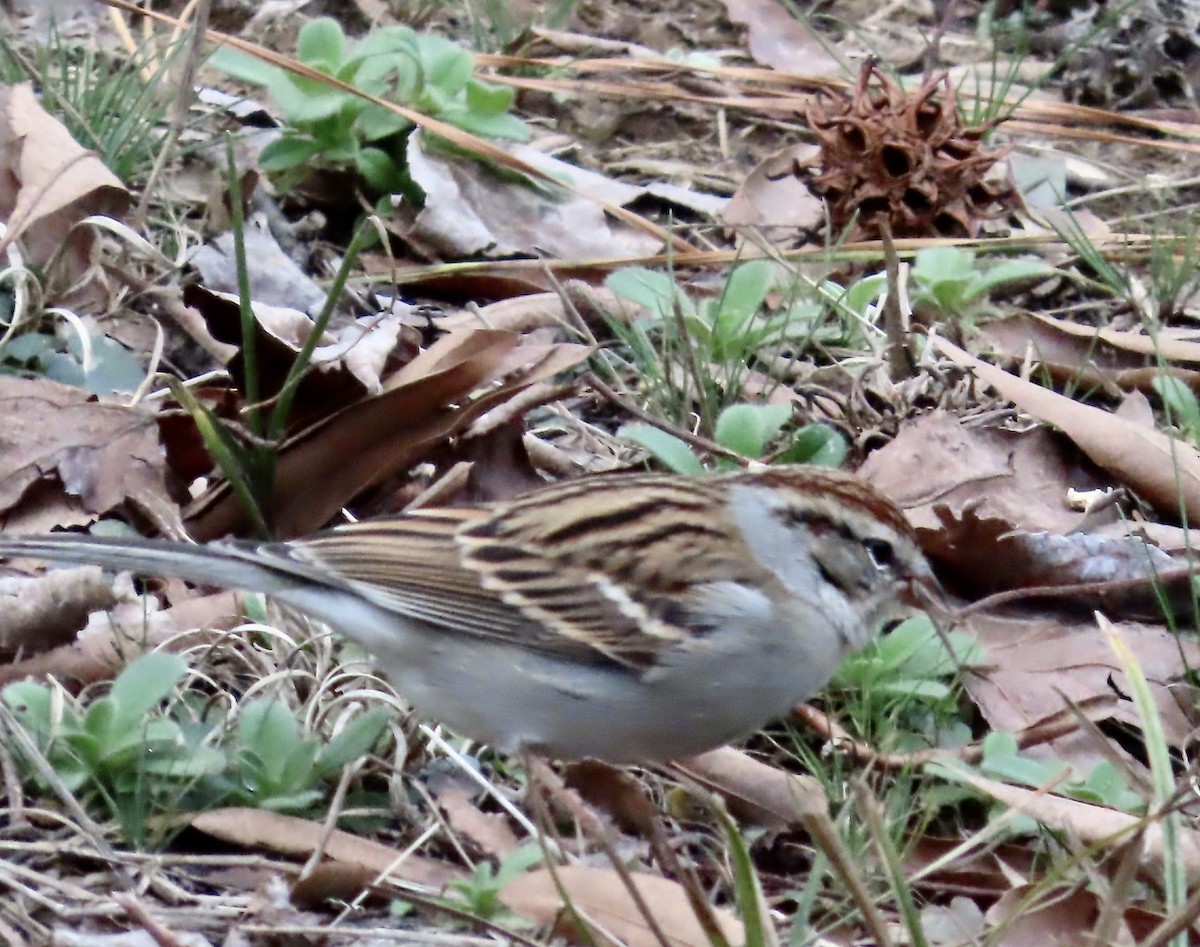 Chipping Sparrow - ML525176301