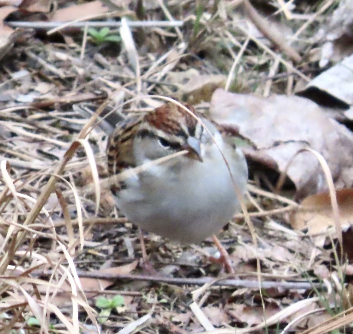 Chipping Sparrow - ML525176311