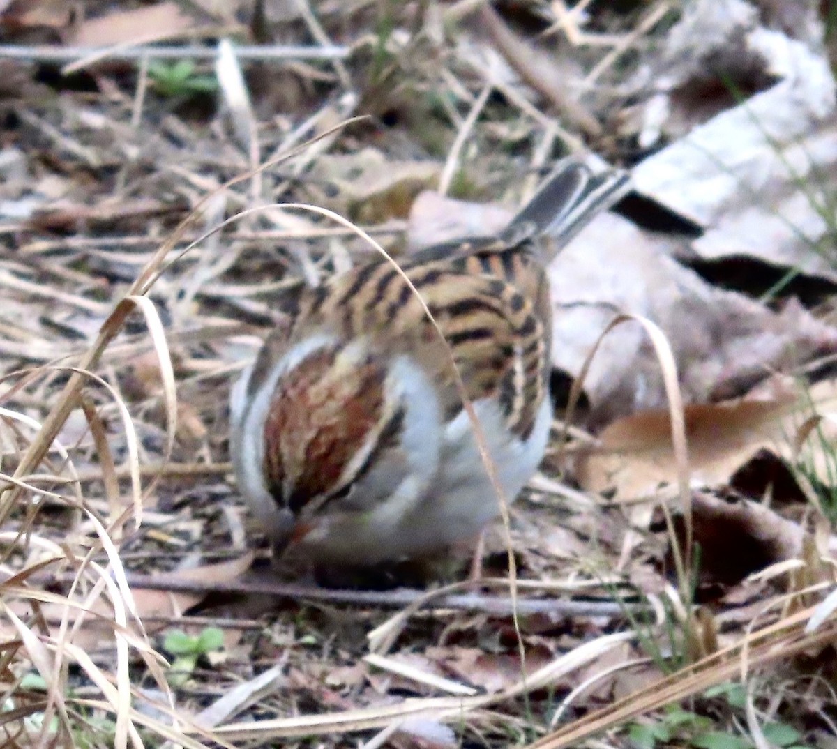 Chipping Sparrow - ML525176321